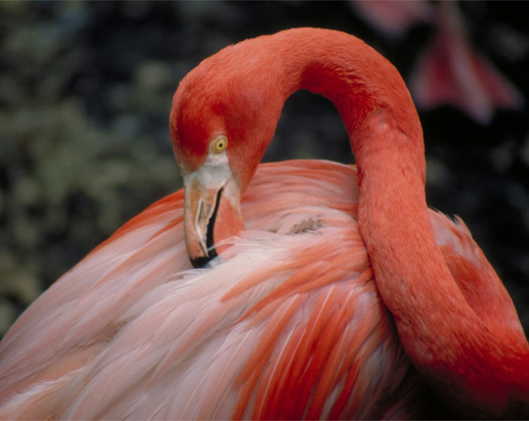 safari-tour-highlight-1